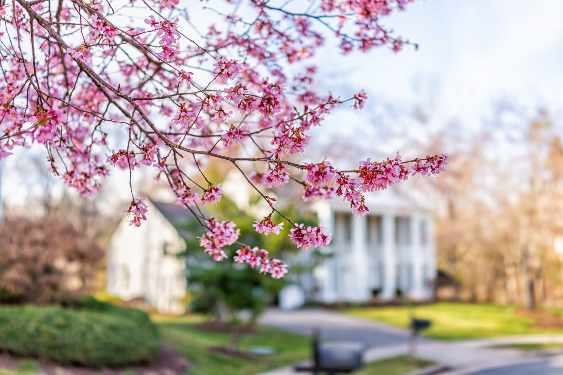 桜の花が咲いている枝の背景に、住宅地の風景がぼやけて見える。